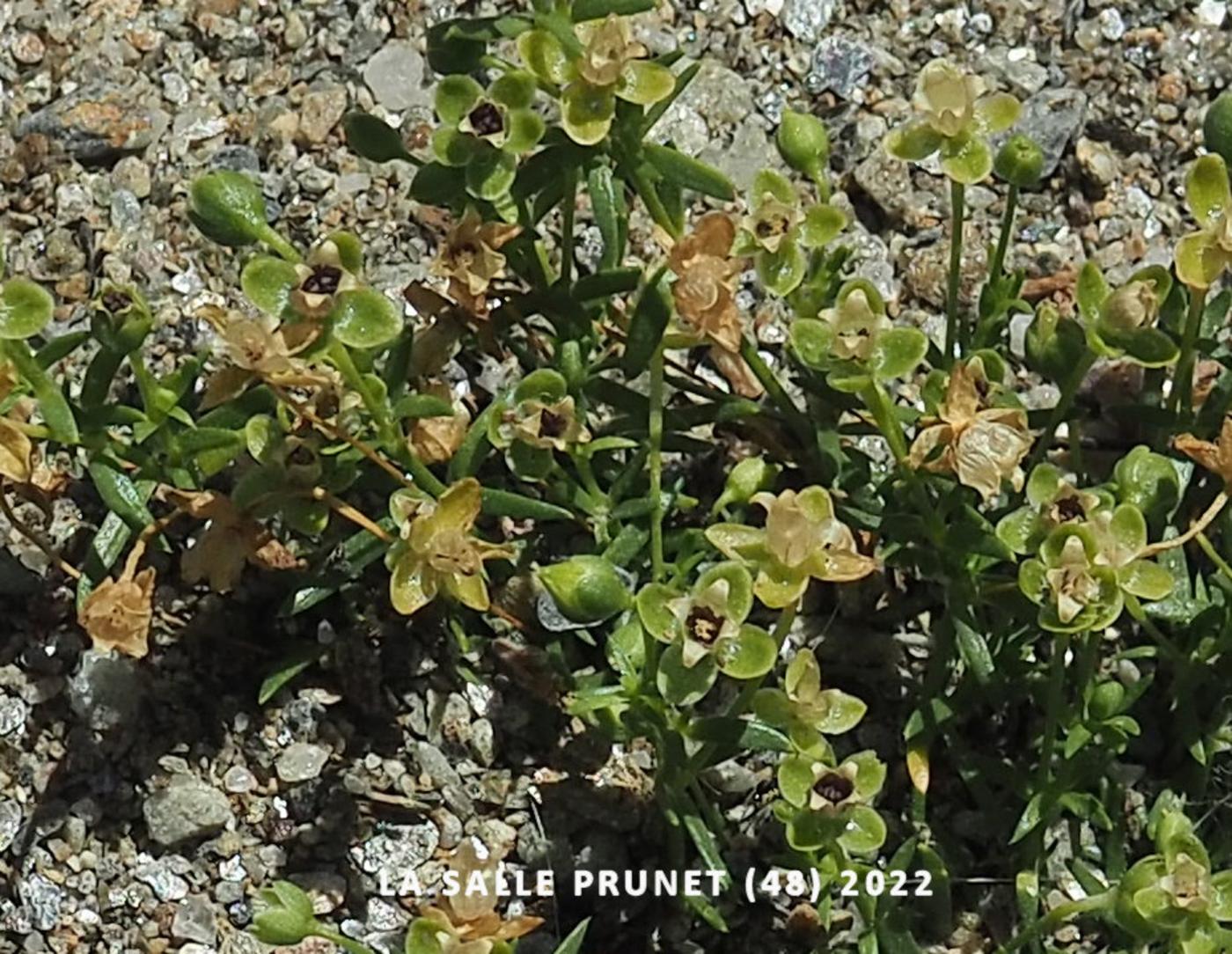 Pearlwort, Procumbent fruit